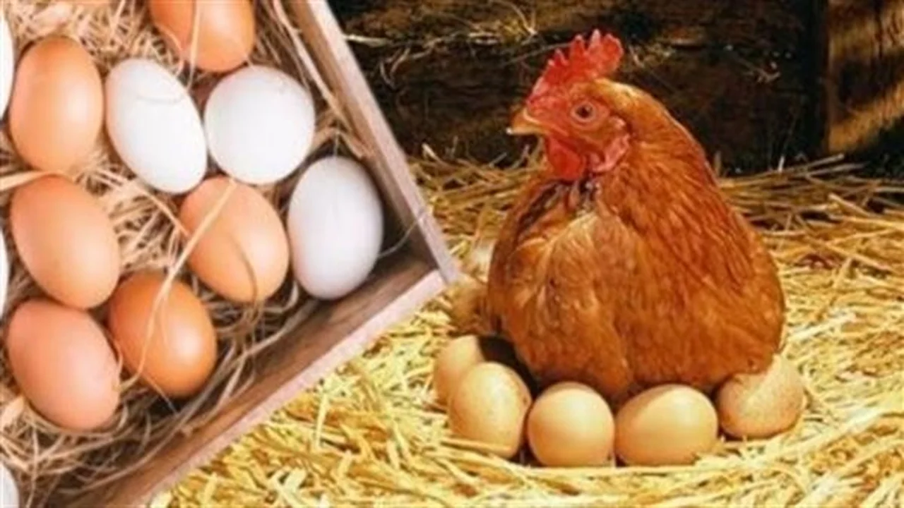 استقرار مفاجئ.. أسعار الفراخ البيضاء والبيض في بورصة الدواجن اليوم